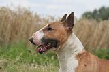 BULL TERRIER MINIATURE 033